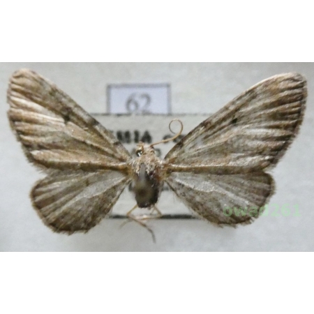 Eupithecia absinthiata (Clerck, 1759) Czech62